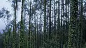 <strong>Comprométete, BosqueWindows Live</strong><br>Preservación y mejora medioambiental