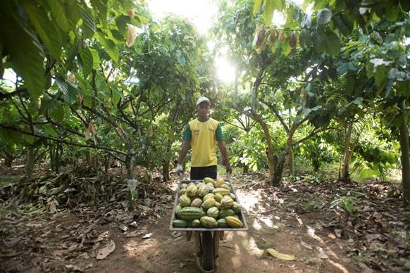 El 100% del cacao de Mondelēz International será de origen sostenible en 2025 