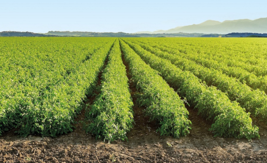 Nestlé ahorra más de 1,4 millones de m3 de agua en el cultivo de tomate