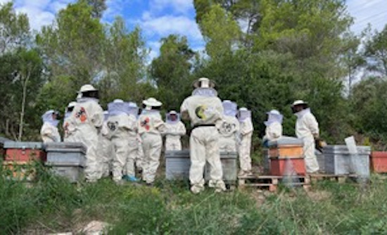iryo se suma a Smart Green Bees, el proyecto de LG para la repoblación de la abeja ibérica