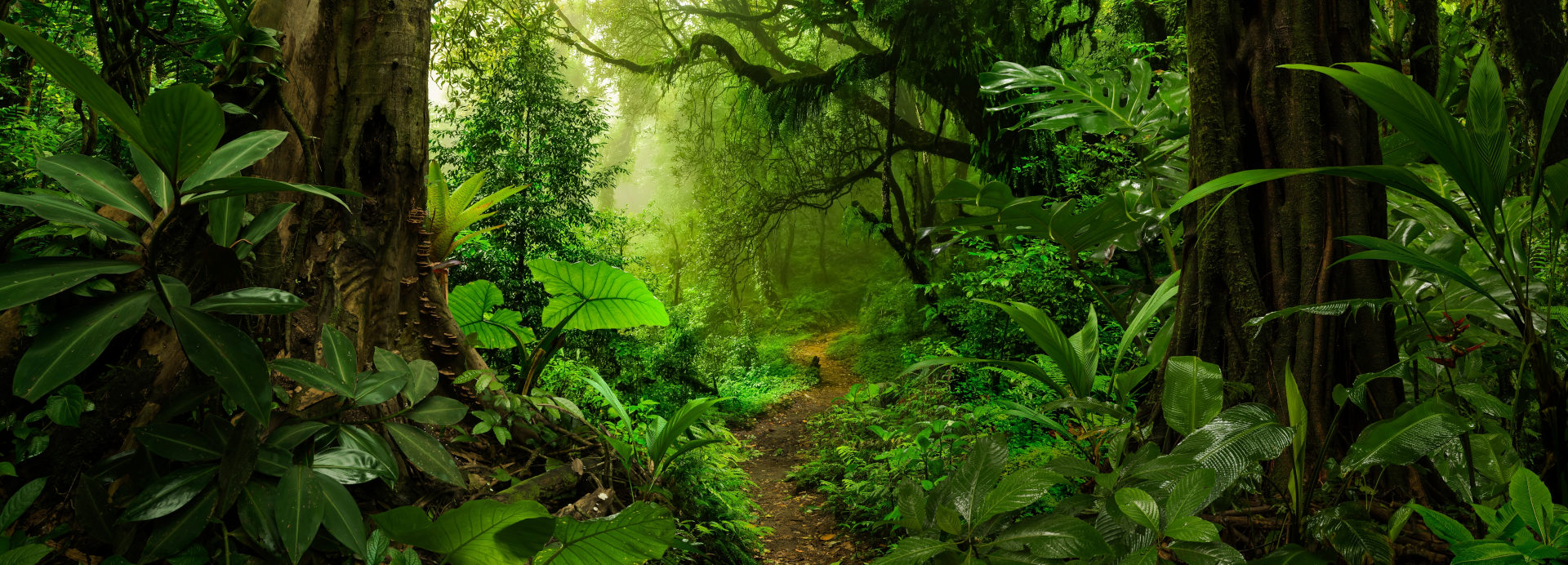 Los bosques, los grandes ausentes de la agenda de desarrollo sostenible de la ONU