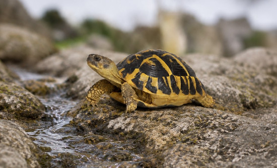 Fundación Endesa lanza su II Convocatoria de ayudas a proyectos de Biodiversidad 