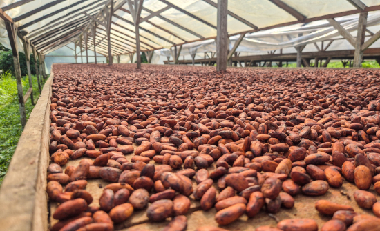 Cacao-Trace supera los 31.700 agricultores y distribuye más de 3,4 millones de euros entre las comunidades cacaoteras