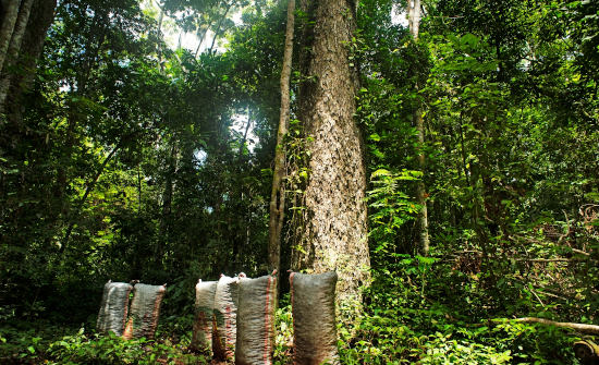 Grupo Prosegur apoya un proyecto de la ONU para conservar más de 724.000 hectáreas de la Amazonia peruana